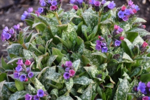 Pulmonaria 'Spot On' 